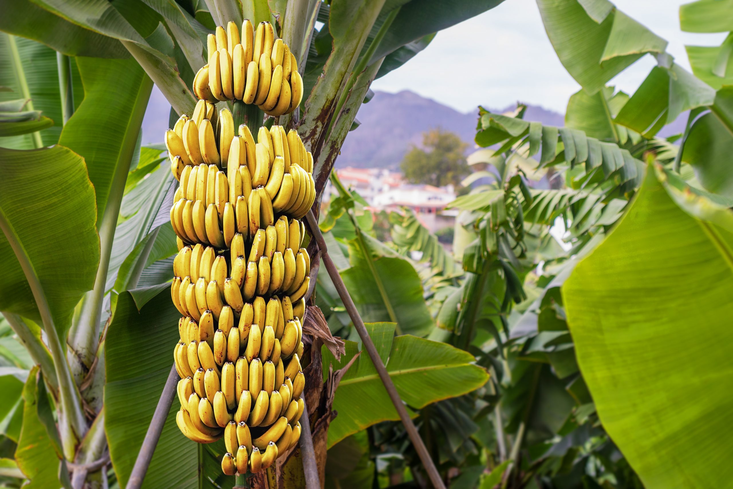 Lee más sobre el artículo Fusarium Raza 4: acción nacional para prevenir su llegada a Ecuador