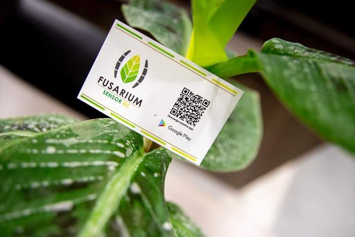 Lee más sobre el artículo Prefectura del Guayas y ESPOL presentan ‘Fusarium Sensor Ec’, una app que permite combatir el hongo que afecta al banano