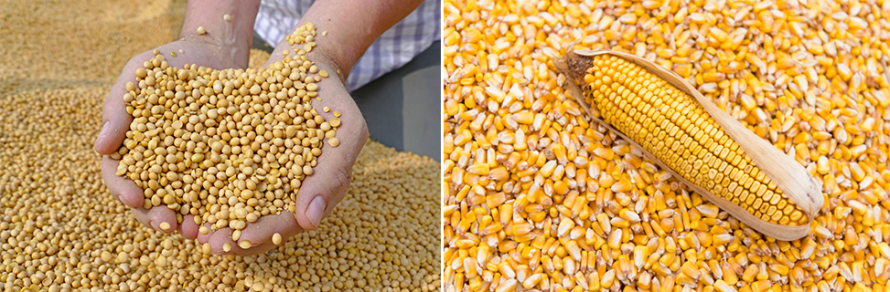 Lee más sobre el artículo PROBLEMAS EN LA IMPORTACIÓN DE MATERIAS PRIMAS  PARA LA ELABORACIÓN DE ALIMENTO ANIMAL PREOCUPA A PRODUCTORES