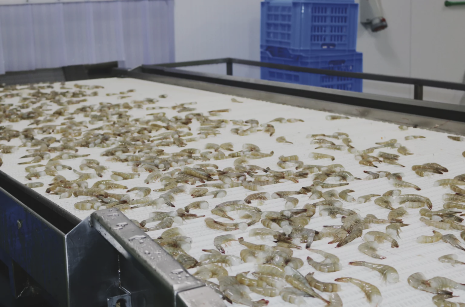 Lee más sobre el artículo CÁMARA NACIONAL DE ACUACULTURA ADVIERTE QUE EL PROYECTO DE REFORMA TRIBUTARIA INCREMENTA IMPUESTOS, LO QUE   AFECTARÁ EL CAPITAL DE TRABAJO Y LA LIQUIDEZ DEL SECTOR CAMARONERO QUE YA ACUMULA PÉRDIDAS POR MÁS DE 1,400 MILLONES DE DÓLARES EN 2023