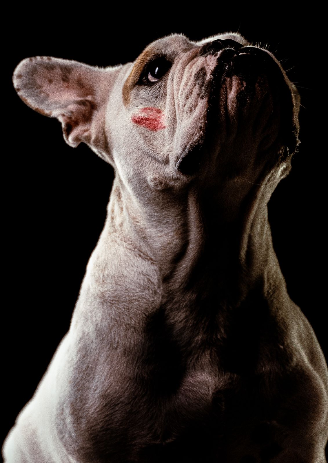 Lee más sobre el artículo ETNIA COSMETICS LANZA “KISS TESTING”, UNA CAMPAÑA REVOLUCIONARIA  CONTRA EL MALTRATO ANIMAL EN LA INSDUSTRIA COSMÉTICA