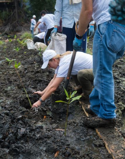 Lee más sobre el artículo INICIATIVA DE REFORESTACIÓN DEL MANGLAR