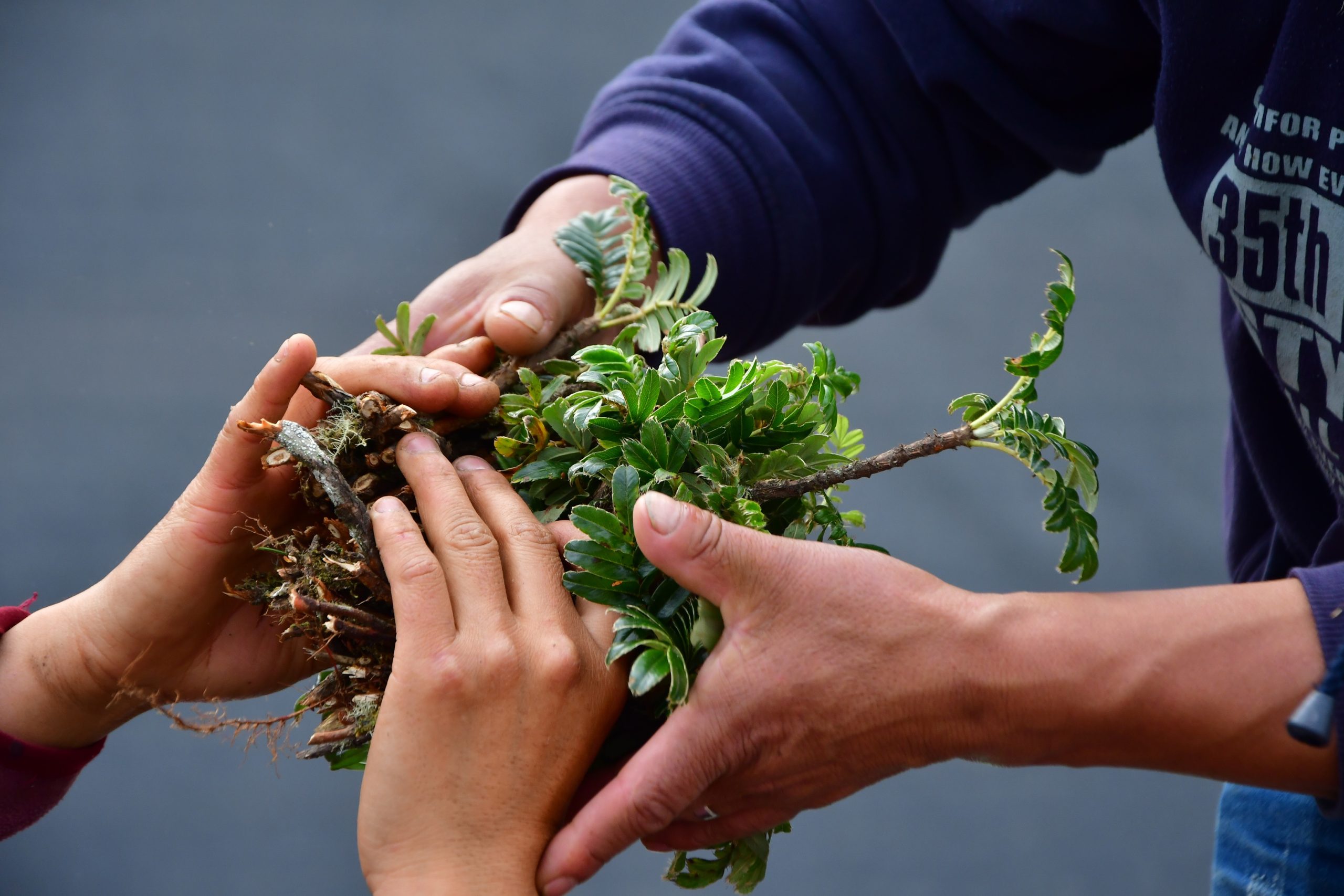 Lee más sobre el artículo 5 de junio, Día del Medio Ambiente: Acción Andina elimina el uso de bolsas plásticas en sus viveros y trasplantes, impulsando la restauración sin residuos en los Andes