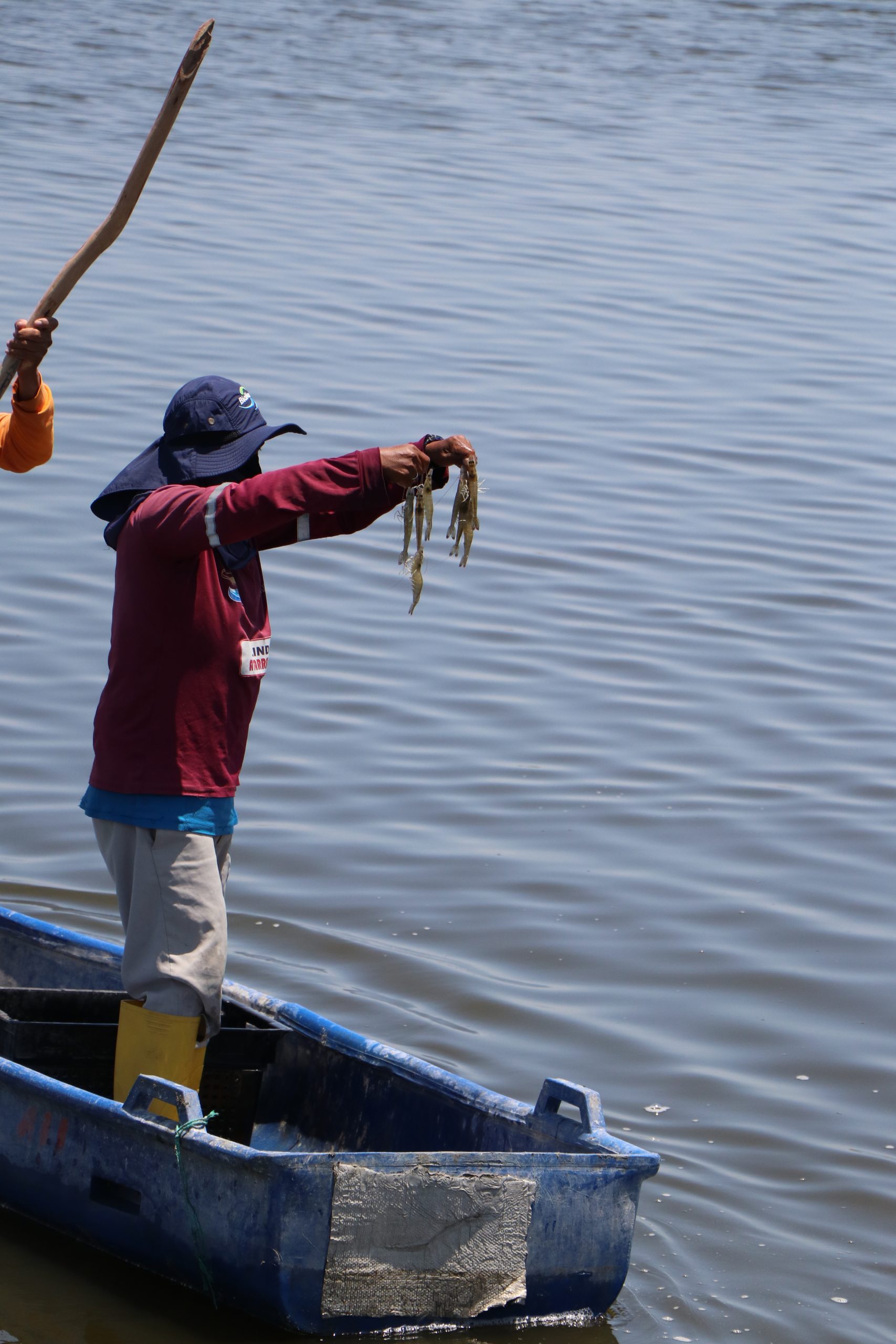 Lee más sobre el artículo CAMARÓN ECUATORIANO PAGA USD 20 MILLONES MENSUALES POR ARANCEL DEL 15% PARA INGRESAR A LOS ESTADOS UNIDOS