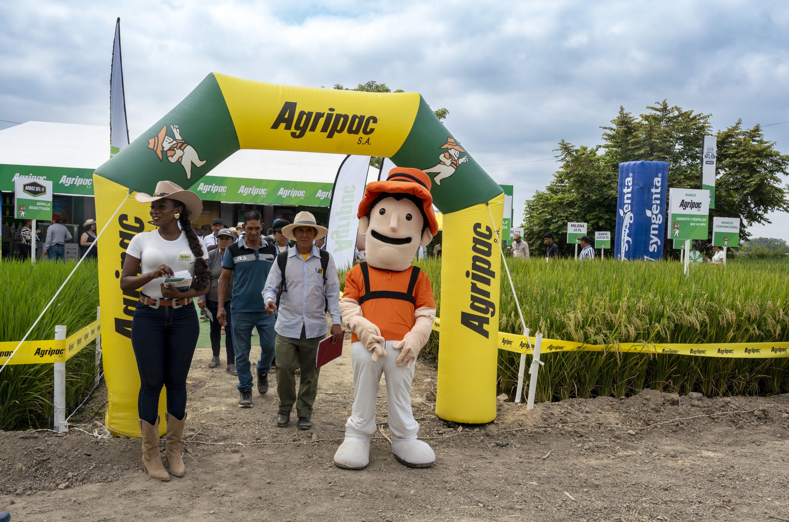 Lee más sobre el artículo Agripac contribuye con la productividad de los arroceros ecuatorianos