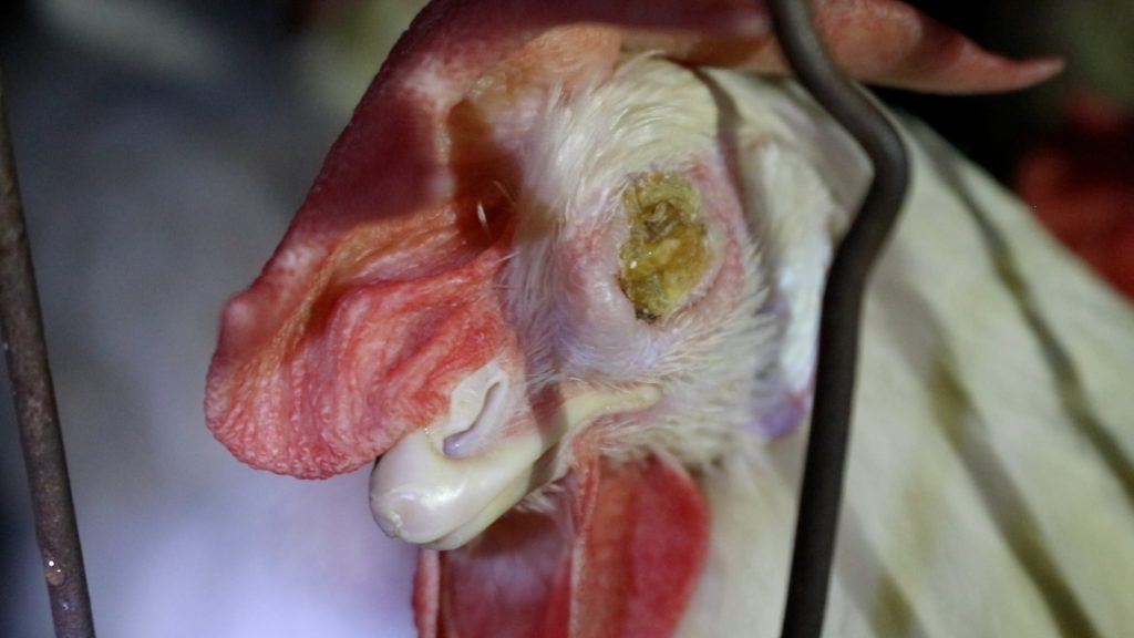 Más de 80 periodistas se capacitan en los riesgos de los sistemas intensivos de crianza en Hispanoamérica