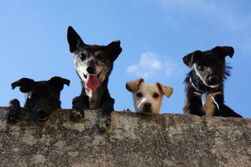 ¿Por qué el abandono de perros sigue siendo un desafío en Ecuador?