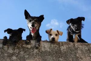¿Por qué el abandono de perros sigue siendo un desafío en Ecuador?