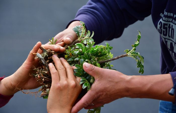 [ES] Se realizo la recoleccióny siembra de material vegetal para la nueva temporada, con la ayuda y colaboración del equipo técnico y moradores de la Junta de Agua Potable de Mojandita Curubí.
[EN] The collection and sowing of planting material for the new season was carried out with the help and collaboration of the technical team and residents of the Junta de Agua Potable de Mojandita Curubí.