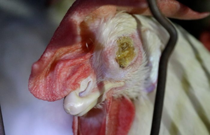 Brazilian egg farm_sinergiaanimalovo34jpg