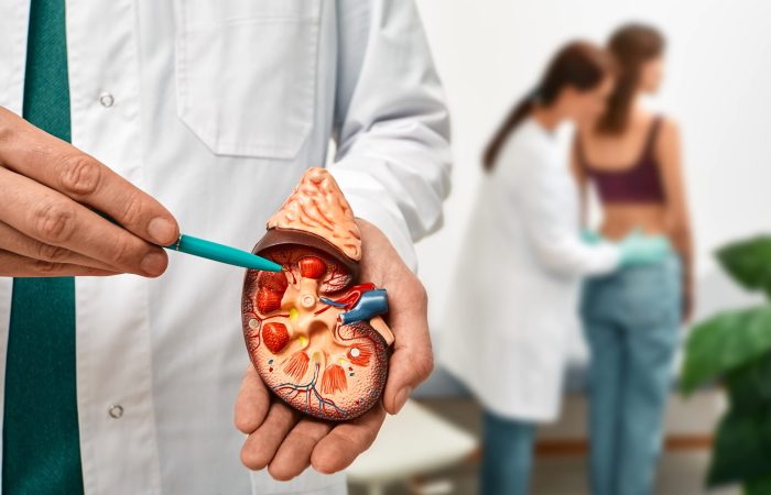 Urology,And,Treatment,Of,Kidney,Disease.,Doctor,Doing,Kidney,Exam