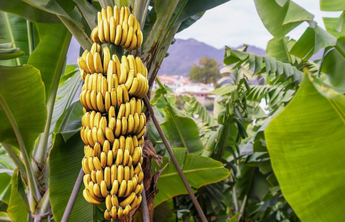 Banana,Tree,With,Bunch,Of,Growing,Ripe,Yellow,Bananas,,Plantation